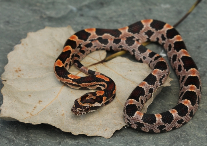 Okeetee Corn Snake